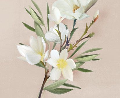 FEN283 - Spring Magnolias - 12x16 Supply